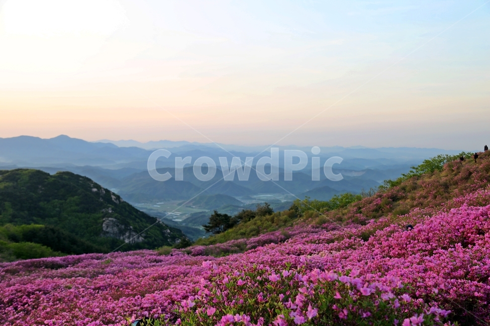 철쭉,황매산,여유,고요,구름,봄,계절,spring,season,자연,풍경,nature,landscape,한국자연풍경,한국자연경관,korea nature landscape,outdoors,옥외,slope,경사,mountain,산,mountain range,산맥