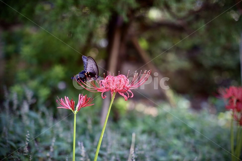 꽃,flower,꽃무릇,가을,9월,나비,식물,자연,plants,nature,꽃,flower