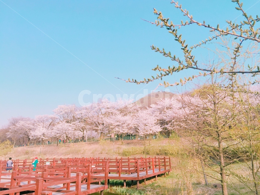 봄,벚꽃,공원,자연,풍경,나무,숲,꽃,산책,나들이