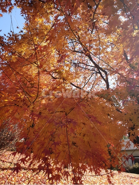 가을,낙엽,나무,바람,단풍,가을,계절,fall,autumn,season,plant,식물,leaf,잎,tree,maple