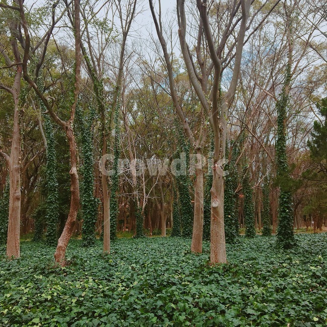 나무,풀,자연,plant,식물,tree,나무줄기,treetrunk,nature,숲