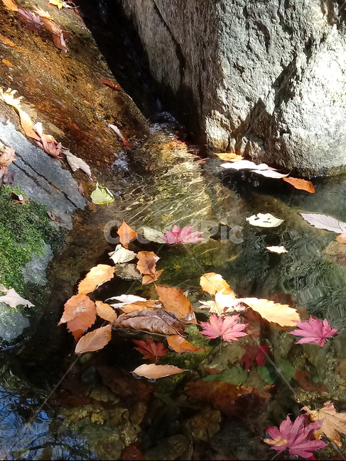 낙엽,단풍,落葉,leaves,나뭇잎,maple,잎,계절,가을,자연,풍경,outdoors,옥외,fallautumnseason,naturelandscape,풍경사진,바위,물,가을,계절,fall,autumn,season,plant,식물,leaf