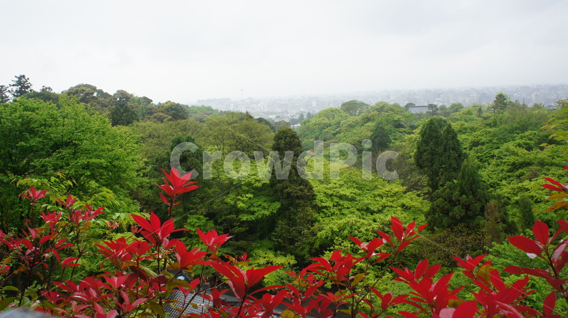 나무,잔디,자연,꽃,레드,정열,하늘,배경,일본,여름,자연,풍경,nature,landscape,plant,식물,leaf,잎,outdoors,옥외
