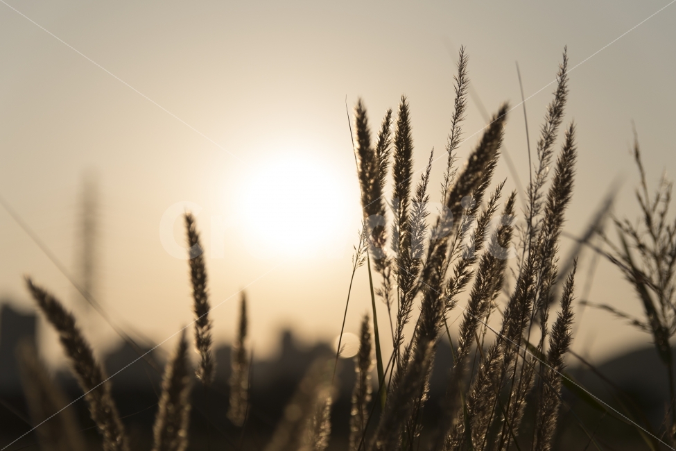 가을,가을하늘,노을,태양,갈대,억새,contrast,black,sunshine,가을,계절,fall,autumn,season,식물,자연,plants,nature,감성,sensible,feeling,plant,food,음식,vegetable,야채,grain,곡물