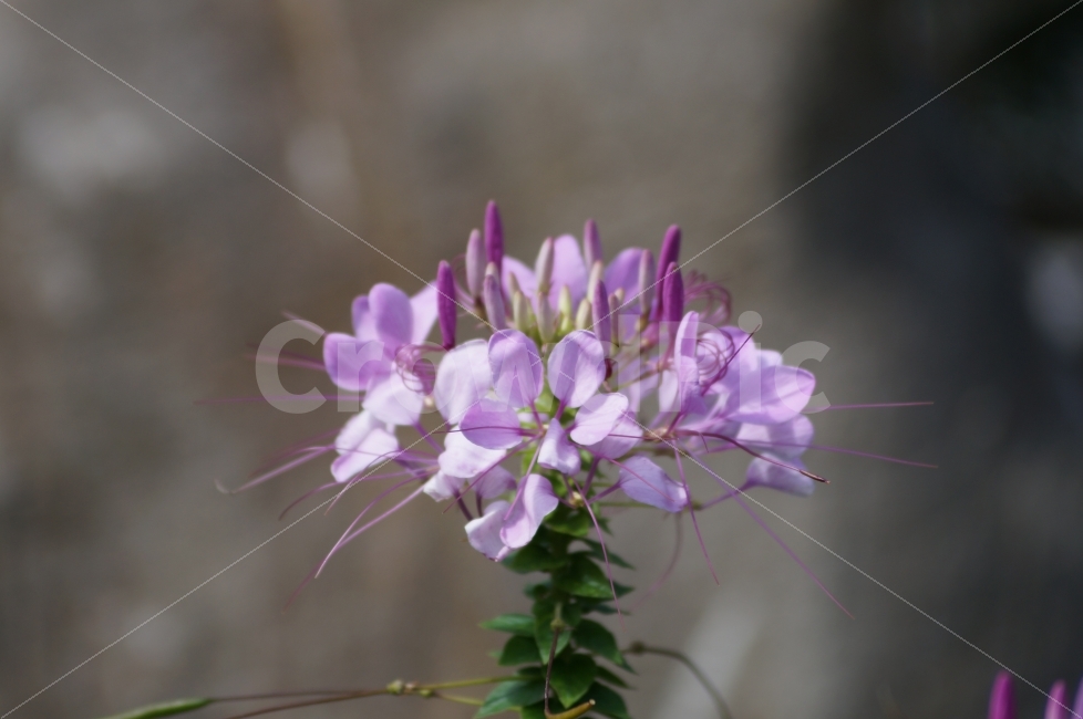 꽃,꽃사진,자연,평창,야생화,식물,자연,plants,nature,꽃,flower