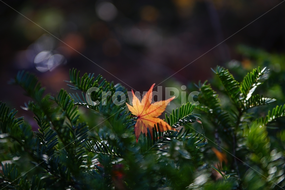 가을,단풍,낙엽,주황,잎,한국,가을,계절,fall,autumn,season,식물,자연,plants,nature,감성,sensible,feeling,plant,leaf,tree,나무