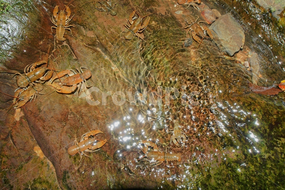 가재,환경,자연,계곡,수서곤충,동물,animal,곤충,벌레,insect,bug