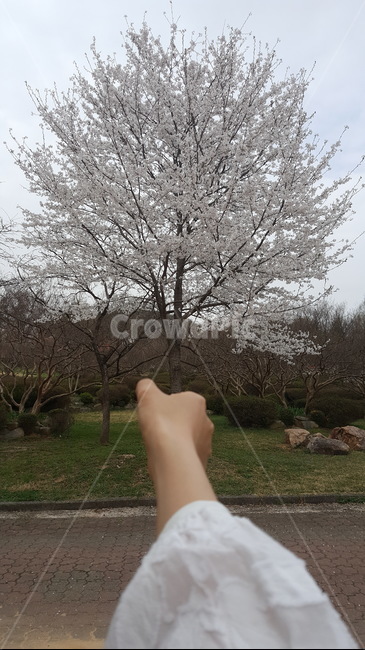 봄,꽃,벚꽃,벚나무,솜사탕