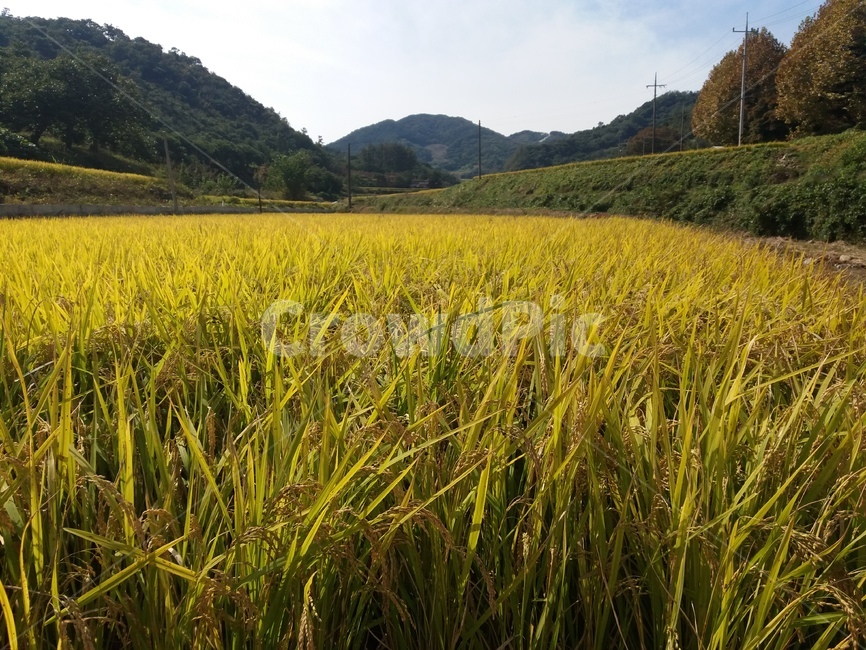 벼,농촌,가을,추억,자연,쌀,곡류,곡식,익은,추수,농사,농업,식량,식물,plants,nature,그린,산업,밥,주식,수확,감성사진,음식,산,자연풍경,나무,가을,계절,fall,autumn,season,자연,풍경,nature,landscape,산업,industry,industrial,농업,농사,agriculture,farming,farming industry,field,들,grassland,목초지,outdoors,옥외