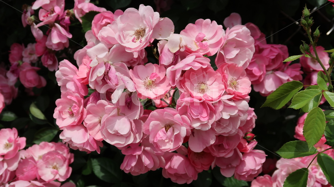geranium,제라늄,flower,plant,식물,blossom,꽃,pink,여름,분홍,분홍색,계절,식물,자연,plants,nature,꽃,flower