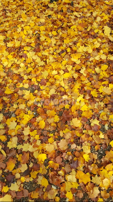 가을,단풍,낙엽,autumn,maple,fall,가을,계절,fall,autumn,season,leaf,잎,plant,식물,tree,나무,ground,바닥