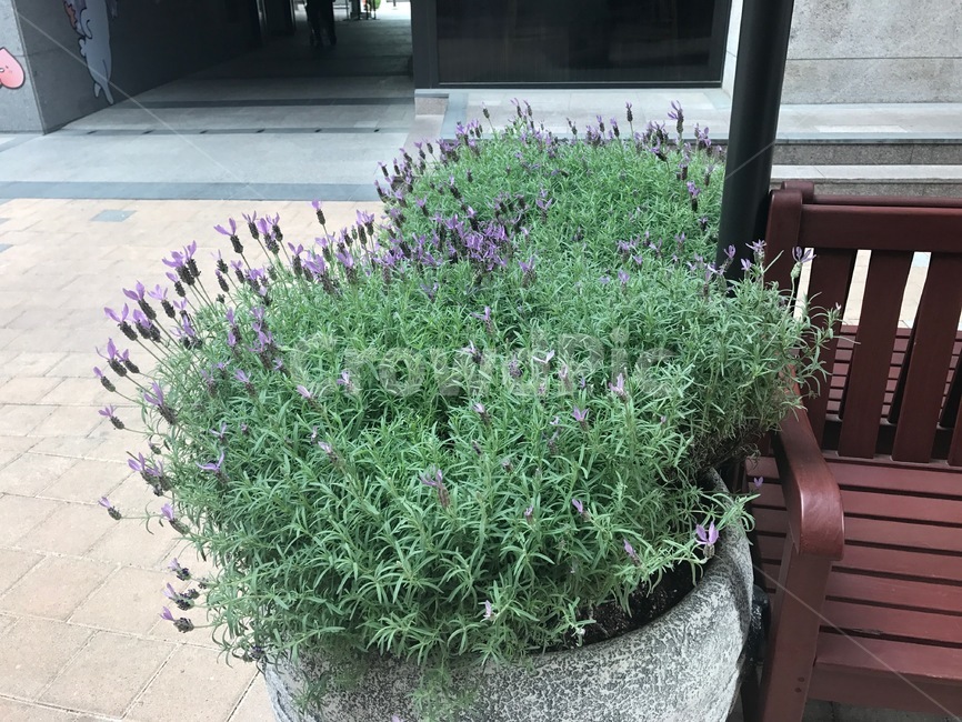 라벤더,보라,초록,화분,길거리,실내용화초,화분,화초,house plant
