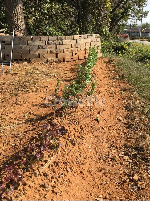 ground,바닥,soil,흙,식물,자연,농사,나무,두둑