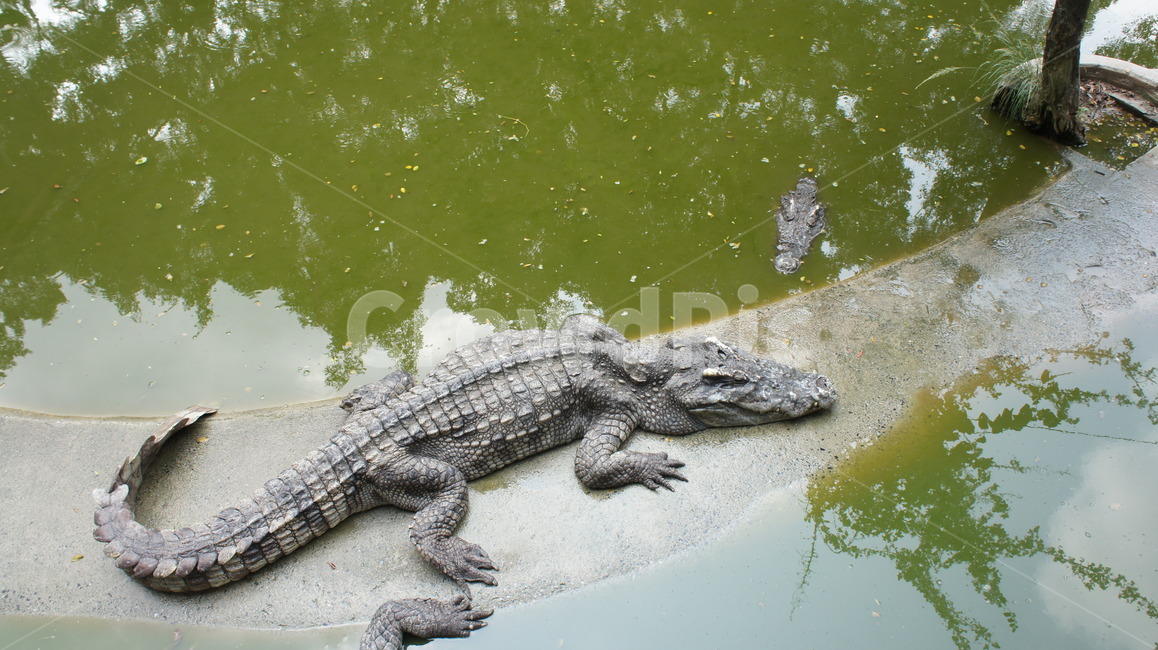 악어,태국,악어농장,정글,파충류,늪,동물,animal,파충류,양서류,reptile,amphibian