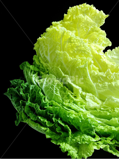 배추,야채,채소,식물,음식,재료,cabbage,hakusai,vegetable,yasai,plants,shokubutsu,초록,green,midori,연두,노랑,yellow,kiiro,lightgreen,usumidori,그라데이션,gradient,guradeshon,음식,식재료,요리,food,cook,meal,dishes,food reserves,채소,야채,vegetables