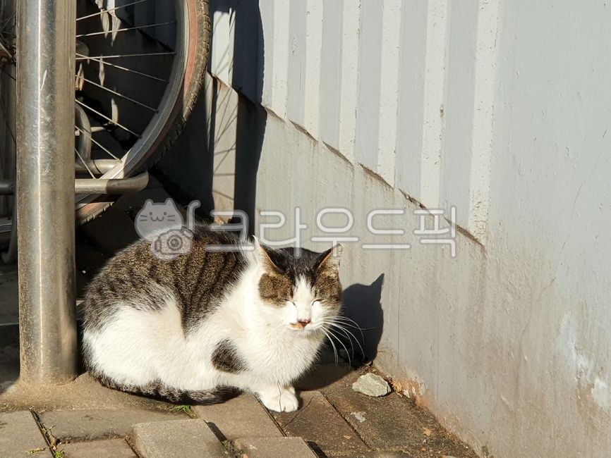 mackerel cat,stray cat,cat,cuteness,animal