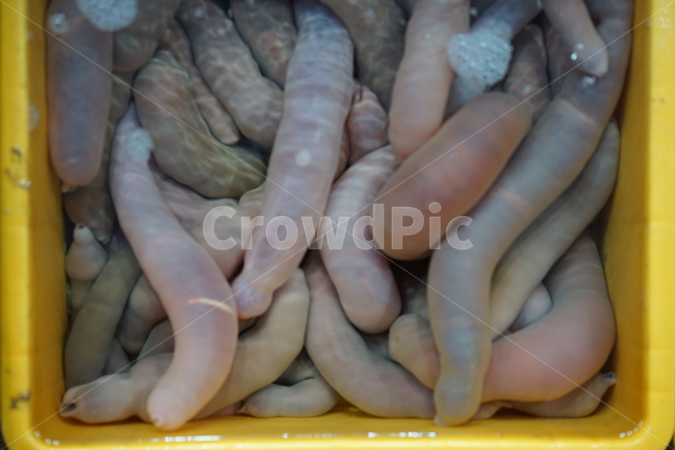개불,수산시장,횟집,해산물,음식,시장,마트,마켓,market,mart,market place,음식,식재료,요리,food,cook,meal,dishes,food reserves,수산물,해산물,fishery products,seafood