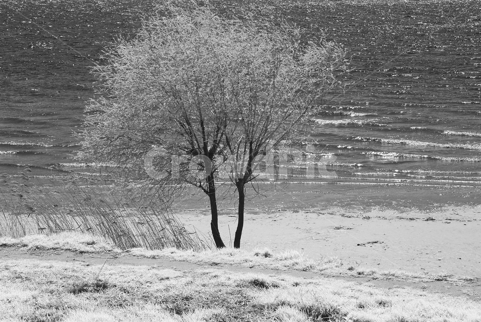 nature,자연,outdoors,옥외,tree,나무,한강고수부지,적외선,적외선카메라,적외선사진,infrared,적외선필터,흑백,흑백사진,흑백,모노톤,monochrome,black and white