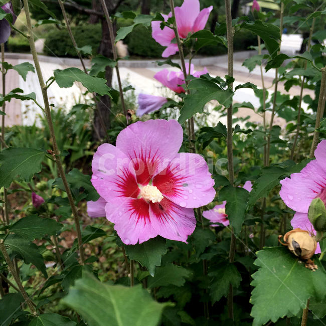 대한민국,무궁화,한국,꽃,삼일절,분홍색,초록,식물,나라꽃,핑크,flower,plant,green,korea,식물,자연,plants,nature,꽃,flower