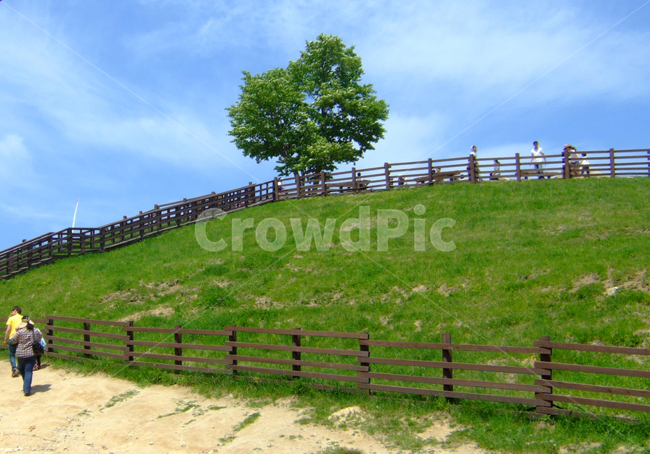 대관령목장,산,여름산,양떼목장,능선,강원도,나무,산마루,mountain,tree,forest,summer,자연,풍경,nature,landscape,field,들,grassland,목초지,outdoors,옥외