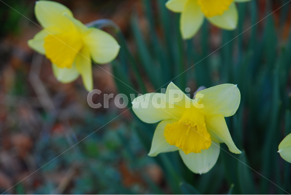 수선화,봄꽃,꽃,봄,flower,노란색,초록색,식물,자연,plants,nature,꽃,flower