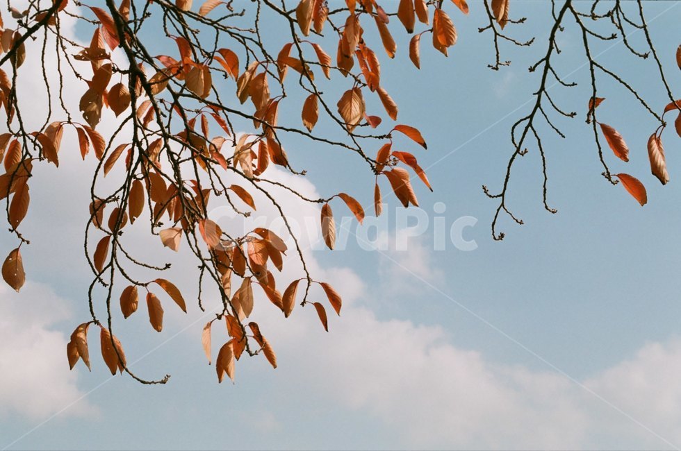 단풍,leaf,잎,plant,식물,tree,나무