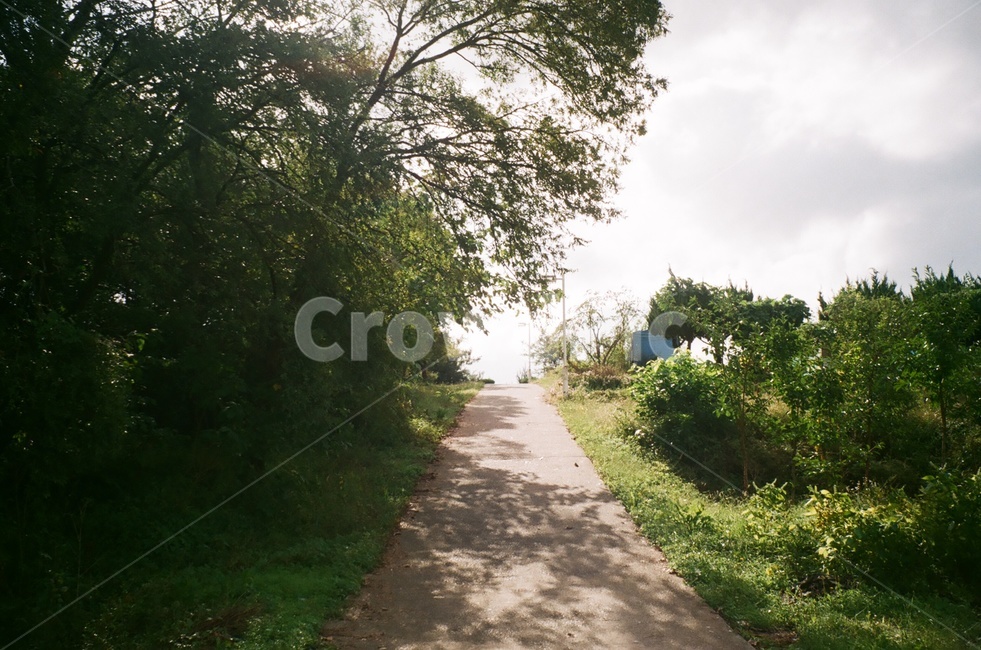 여름,하늘,초록색,필름사진,길,자연,풍경,nature,landscape,시골,마을,country,rural,town,path,통로