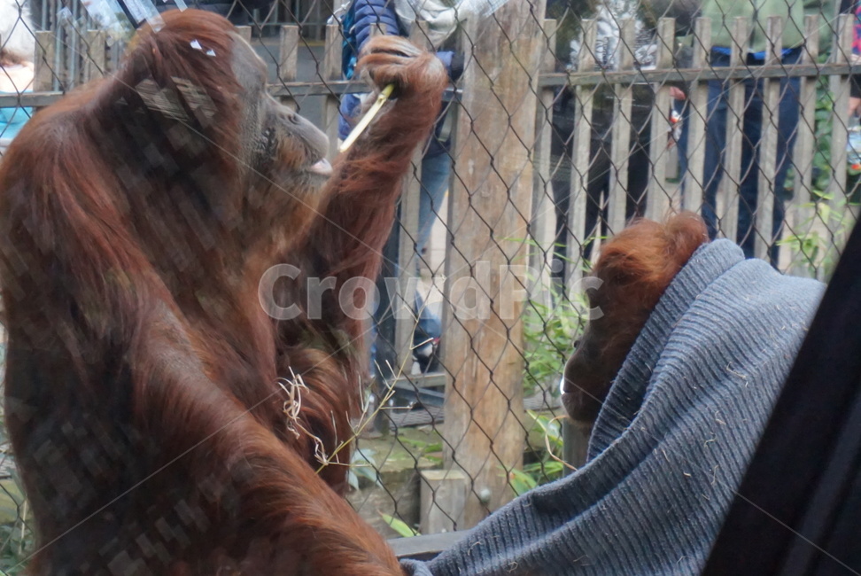 오랑우탄,침팬치,동물,동물원,영장류,원숭이,동물,animal,포유류,mammal