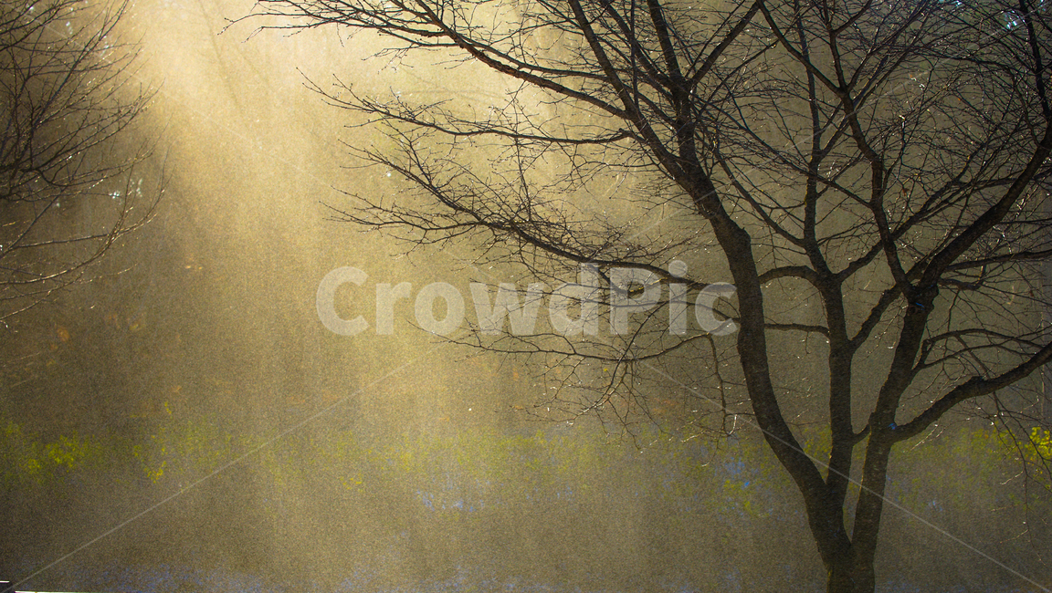 겨울,눈,나무,가루눈,햇살,빛,나뭇가지,계절,감성,겨울,계절,winter,season,자연,풍경,nature,landscape,식물,plants,나무,trees,wood,light,flare,플레어