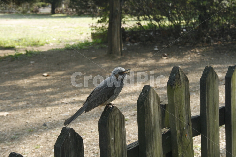 새,동물,공원,봄,조류,동물,animal,조류,새,birds