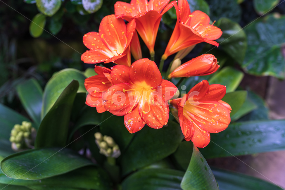 봄,꽃,식물,자연,flower,nature,plants,식물,자연,plants,nature,꽃,flower