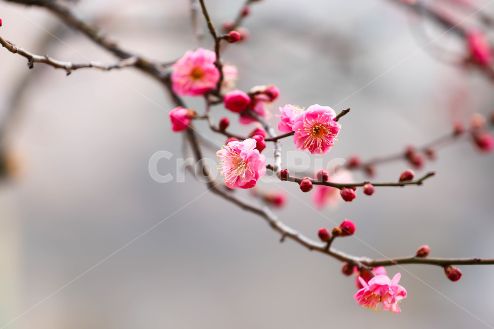 홍매화,봄,꽃,식물,야생화,식물,자연,plants,nature,꽃,flower