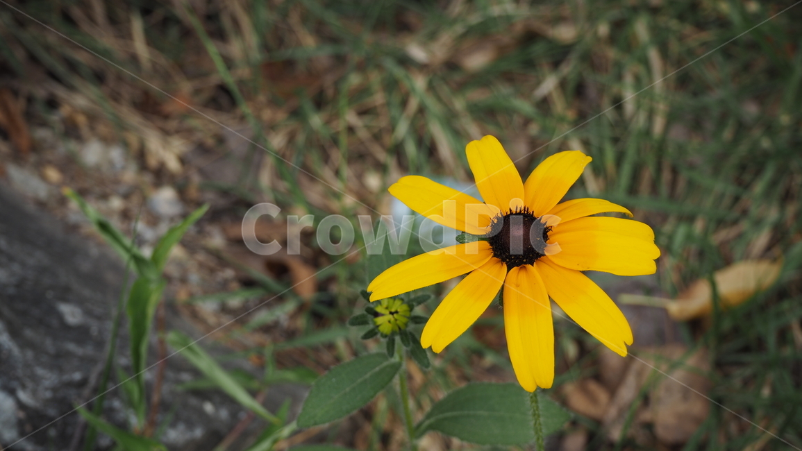 야생화,꽃,노란색,wildflower,flower,yellow