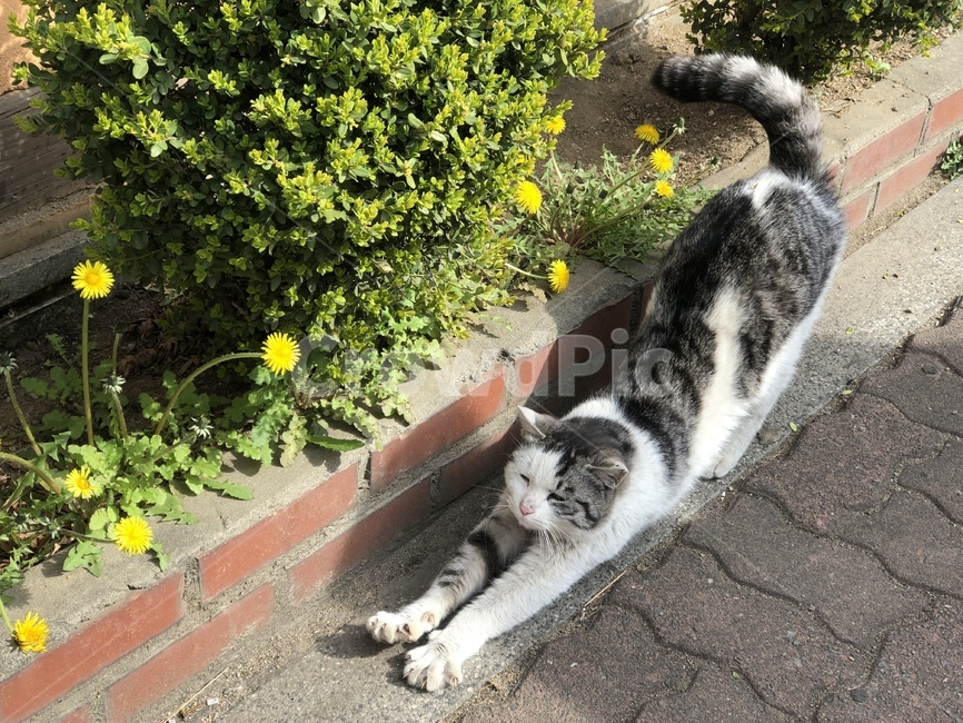 고양이,노란꽃,야옹이,cat,flower,동물,animal,포유류,mammal,고양이,cat,kitten,kitty