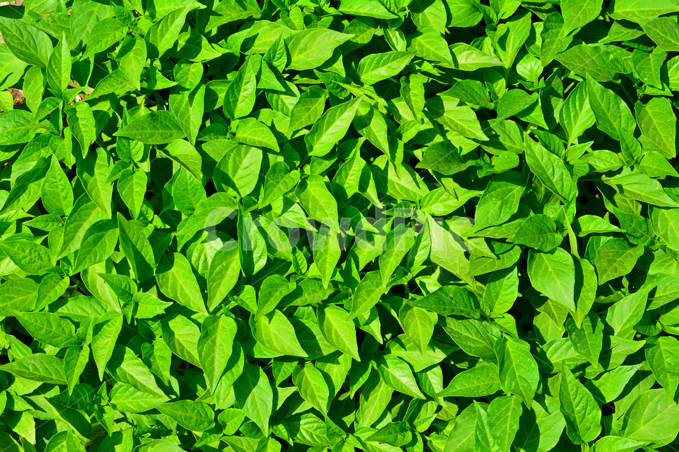 봄이미지,새순,새잎,새싹,고춧잎,식용,어린,작은,plants,green,pattern,패턴,바탕,백그라운드,배경,background,모종,포트,봄,계절,spring,season,식물,자연,plants,nature,plant