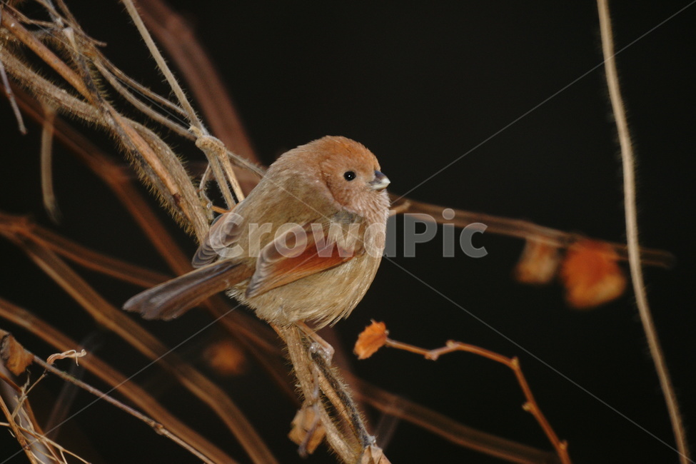 새,작은,붉은머리오목눈이,나무가지,귀여운,동물,animal,조류,새,birds