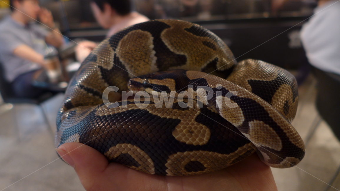 snake,뱀,애완뱀,파충류,동물,파충류,양서류,reptile,amphibian