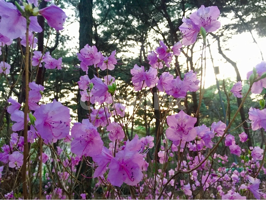 꽃,진달래,자연,봄,flower,nature,spring,봄,계절,spring,season,식물,자연,plants,nature,꽃,flower,geranium,제라늄,plant,blossom