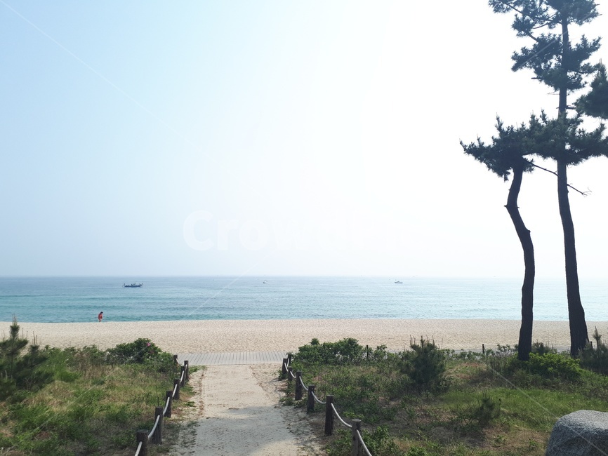 소나무,바다,해변,자연,풍경,tree,고요,배경,자연,풍경,nature,landscape,나무,plant,식물