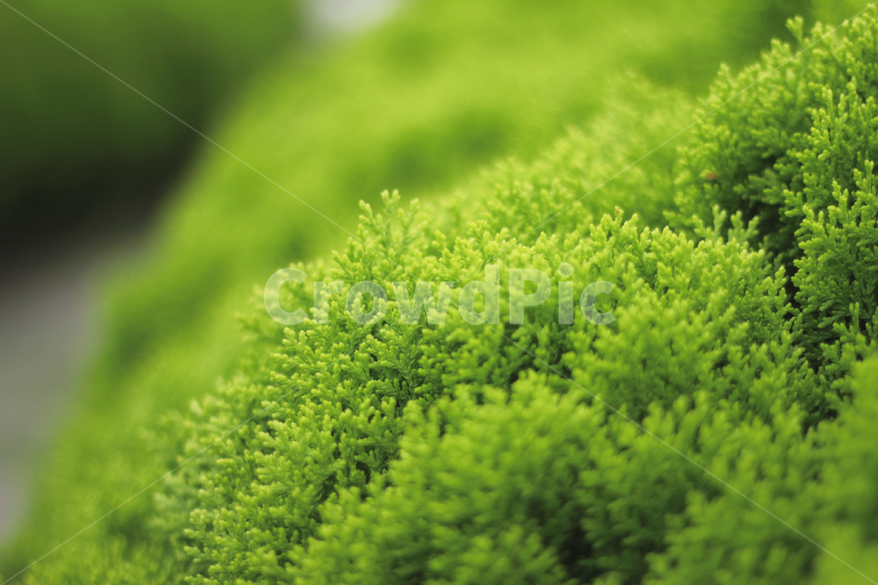 plant,식물,측백나무,나무,잎,leaf,tree,자연,nature,식물,자연,plants,nature