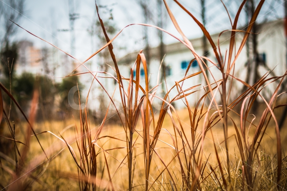 겨울,풀,풀잎,풍경,따뜻함,식물,자연,plants,nature,겨울,계절,winter,season