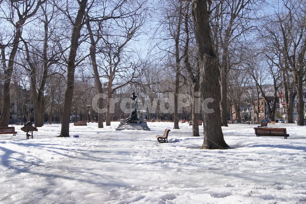 나무,tree,nature,plant,공원,park,winter,winerpark,snow,눈,뒤덮인,montreal,몬트리올,캐나다,canada,겨울,계절,winter,season