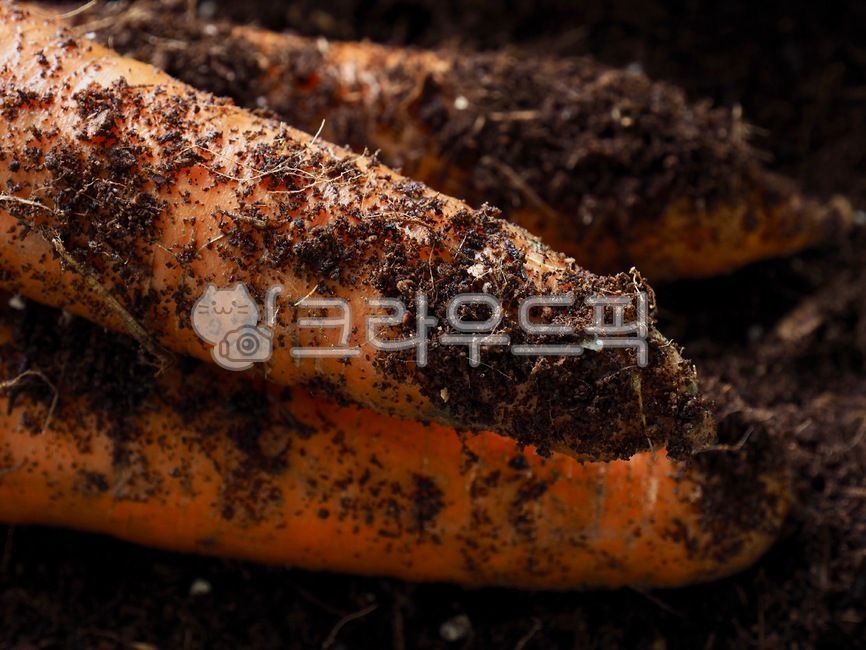 cookingingredients,verdure,Agricultural products,soil,agriculturalproducts,organic vegetables,vegetable,Orange,healthyeating,agriculture,harvesting,Agriculture,organicvegetables,earthencarrot,organic,mud carrot,healthy eating life,cooking ingredients,food