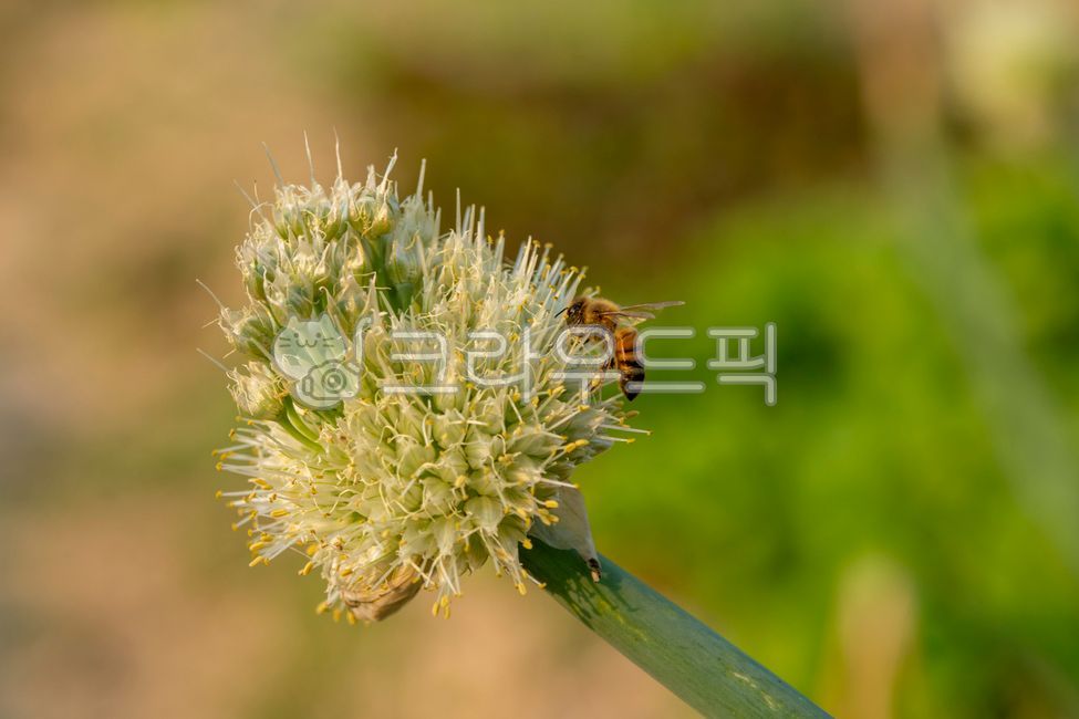 대파꽃,대파,alliumcepa,largegreenonion,calsot