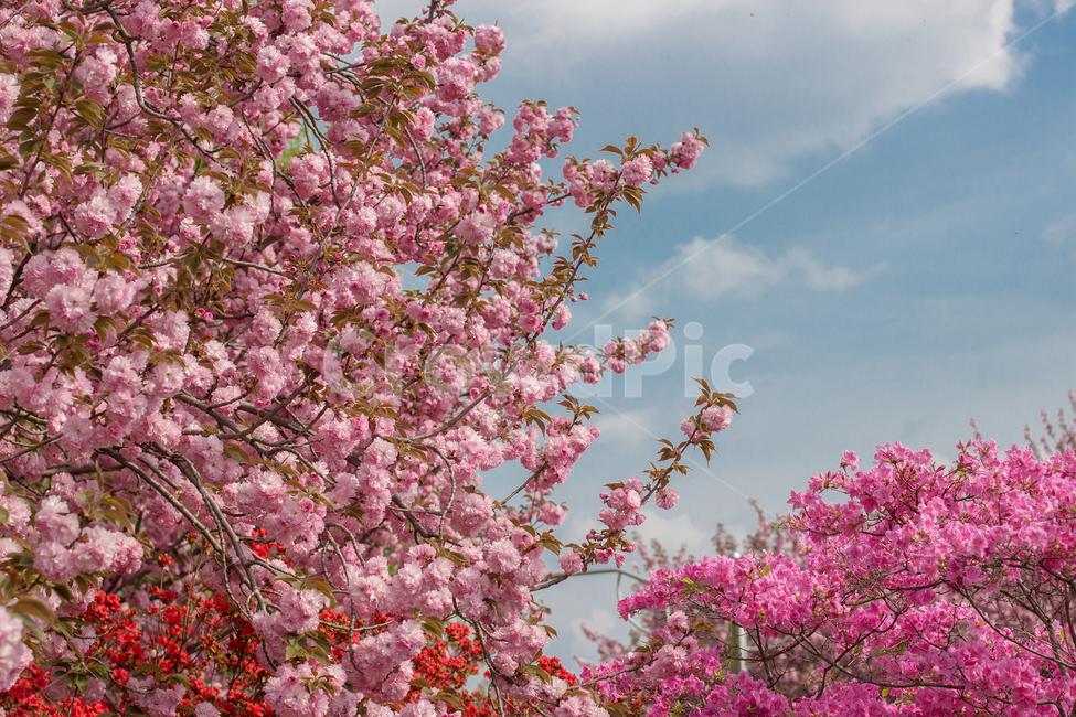 겹벚꽃,꽃,flower,식물,blossom,봄,계절,spring,season