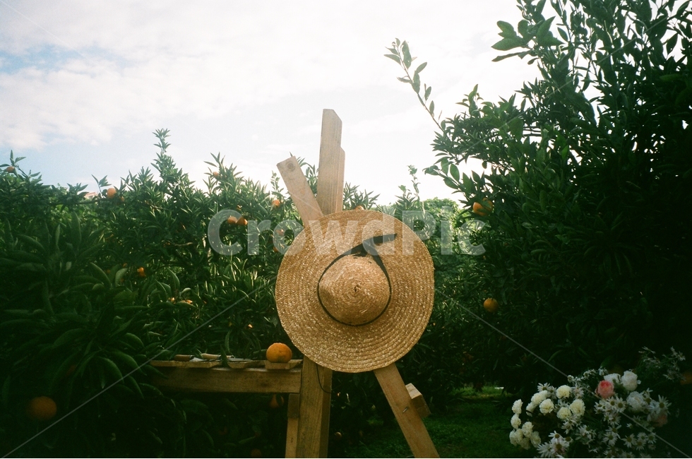 패랭이,모자,귤밭,나무,하늘,귤,귤나무,과일,열매,fruit,감성,sensible,feeling,산업,industry,industrial,농업,농사,agriculture,farming,farming industry