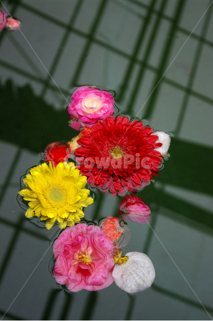 꽃,식물,flower,plant,color,식물,자연,plants,nature,꽃,flower