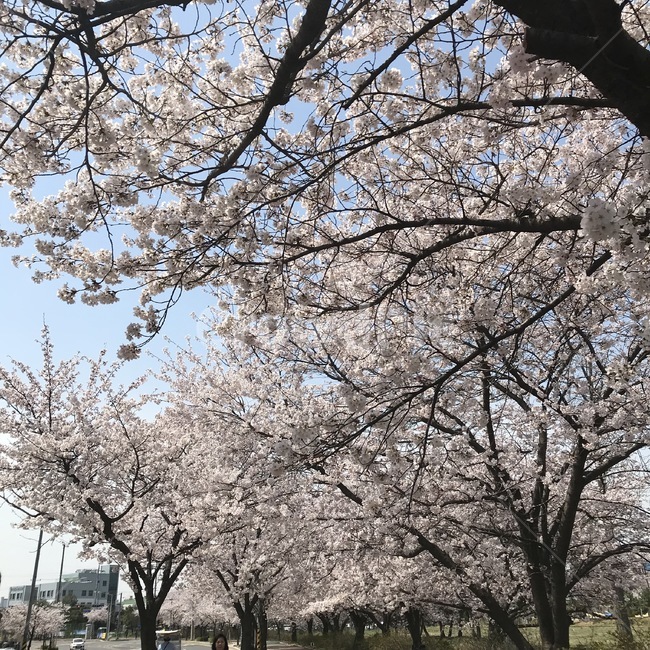 식물,꽃,blossom,벚꽃,봄