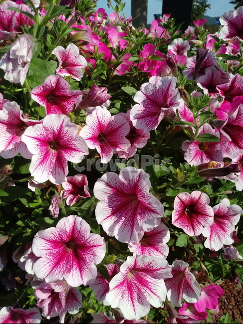 페튜니아,꽃,식물,flower,plant,commongardenpetunia,가지과,한해살이풀,식물,자연,plants,nature,꽃,flower