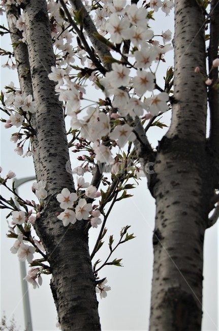 자연,꽃,벚꽃,plant,식물,벚꽃나무,나무,꽃나무,나무,trees,wood